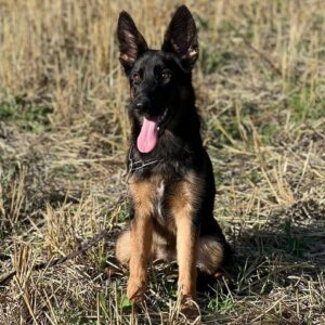 Liasa German Shepherd