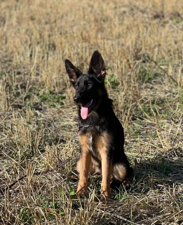 Liasa German Shepherd
