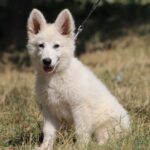 Lili-female-white-swiss-shepherd-puppy-for-sale- (1)