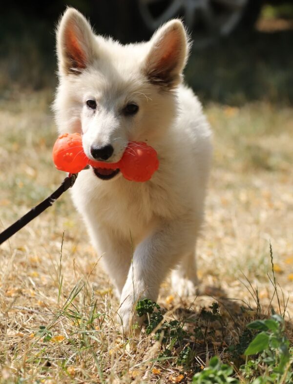 Lili White Swiss Shepherd