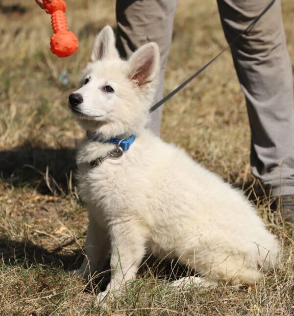 Lili White Swiss Shepherd