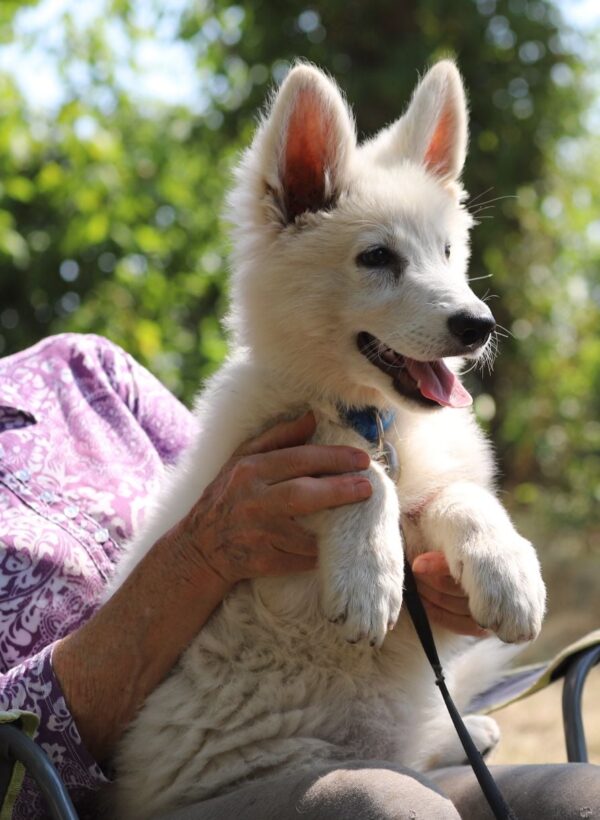 Lili White Swiss Shepherd