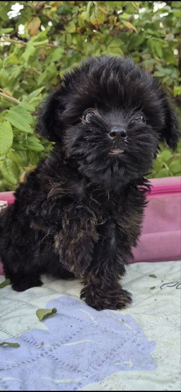 Lima Yorkipoo