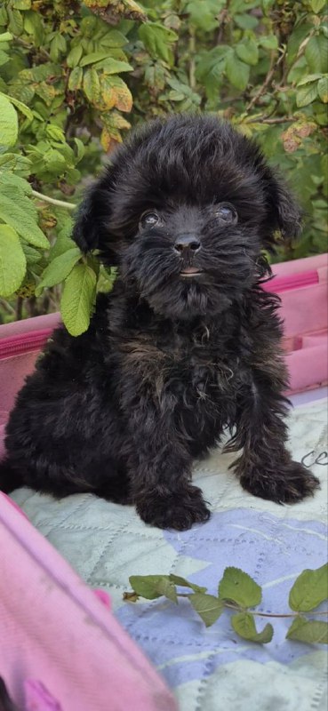 Lima Yorkipoo