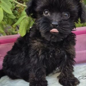 Lima Yorkipoo