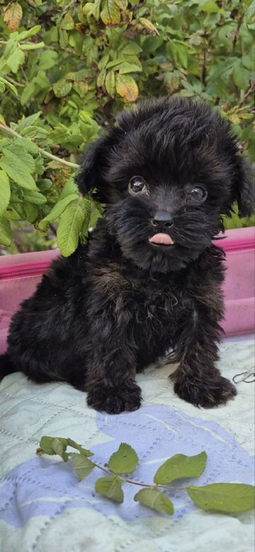 Lima Yorkipoo