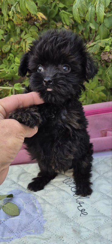 Lima Yorkipoo