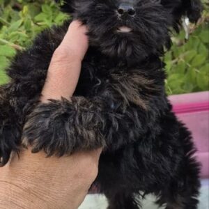 Lima Yorkipoo