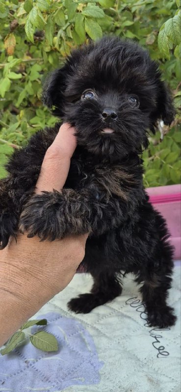 Lima Yorkipoo