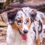 Linda-female-australian-shepherd-puppy-for-sale- (1)