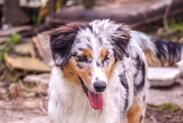 Linda Australian Shepherd