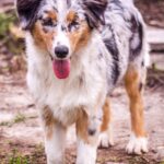 Linda-female-australian-shepherd-puppy-for-sale- (2)