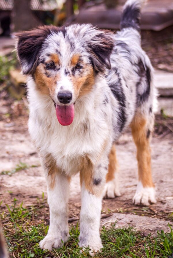Linda Australian Shepherd
