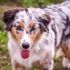 Linda Australian Shepherd