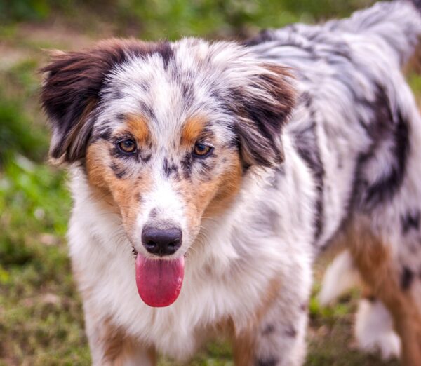 Linda Australian Shepherd