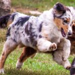Linda-female-australian-shepherd-puppy-for-sale- (4)