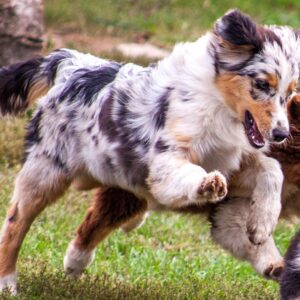 Linda Australian Shepherd