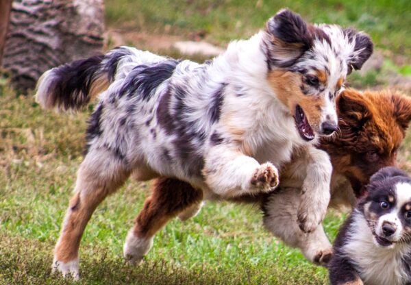Linda Australian Shepherd