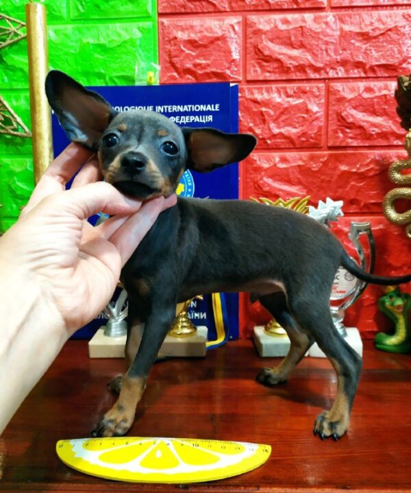Lipton Russian Toy Terrier