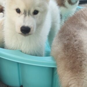 Lord Siberian Husky
