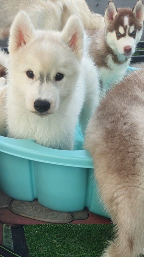 Lord Siberian Husky