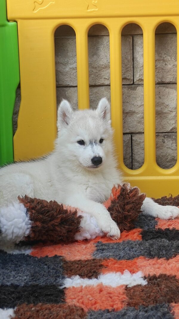 Lord Siberian Husky