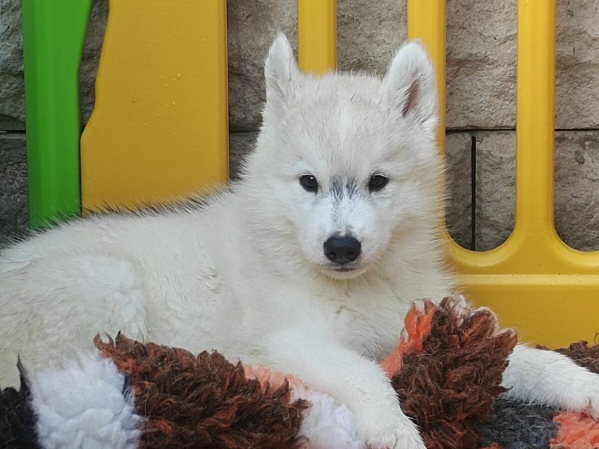 Siberian Husky Dogs and Puppies for sale