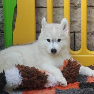 Lord Siberian Husky