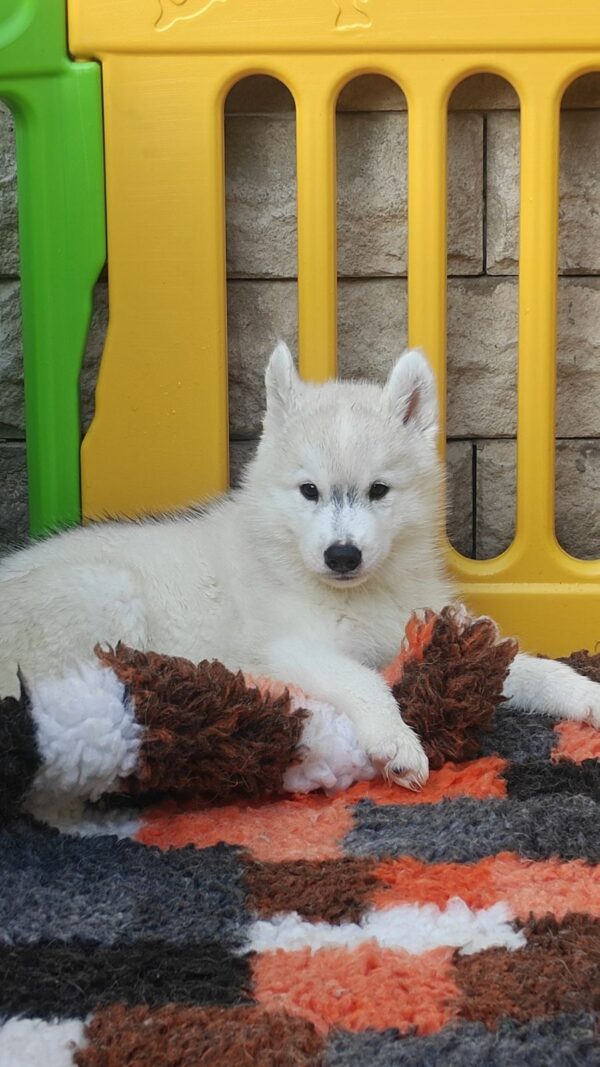Lord Siberian Husky