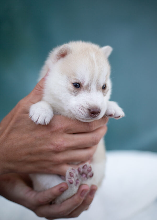 Lotus Siberian Husky