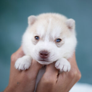 Lotus Siberian Husky