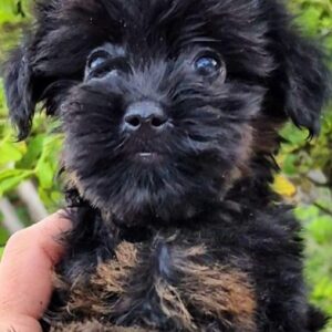 Loya Yorkipoo