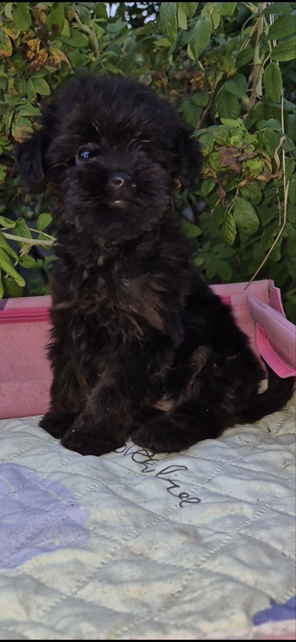 Lerra Yorkipoo