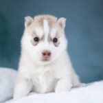 Lumoria-female-Siberian-husky-puppy-for-sale-1