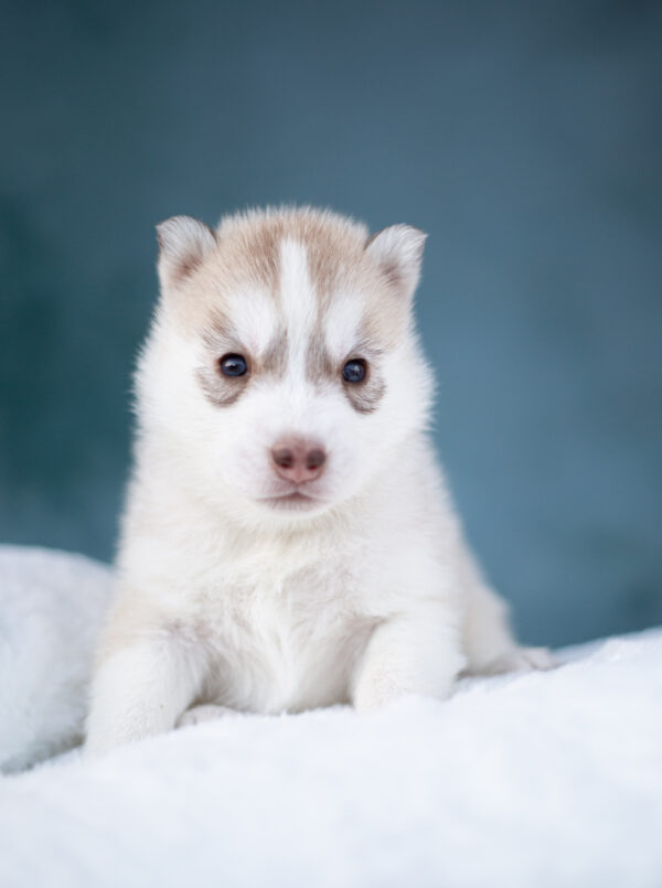 Lumoria Siberian Husky