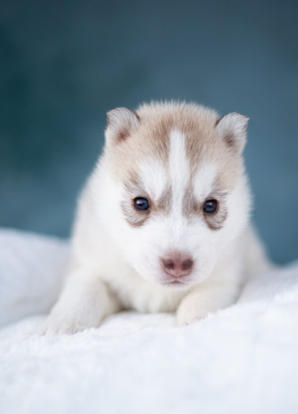 Lumoria Siberian Husky