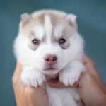 Lunar Siberian Husky