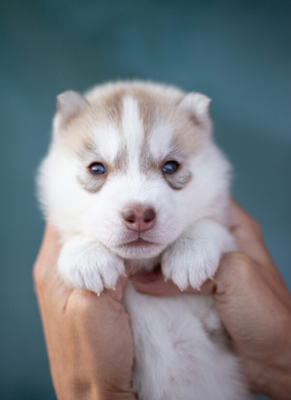 Lumoria Siberian Husky