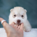 Lunar-female-Siberian-husky-puppy-for-sale-1