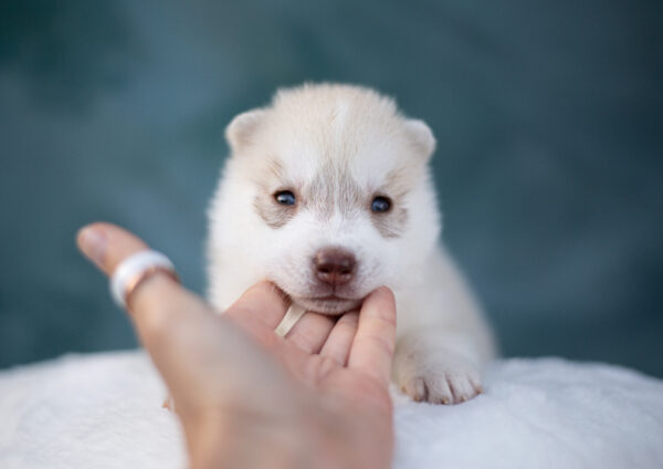 Lunar Siberian Husky