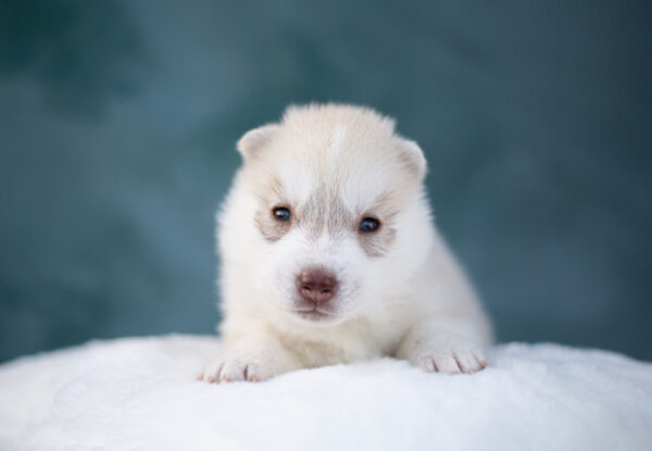 Lunar Siberian Husky