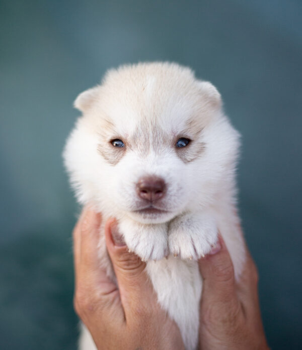 Lunar Siberian Husky