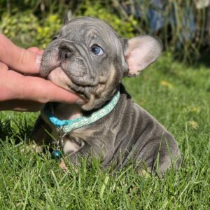 Luntik Big Rope French Bulldog