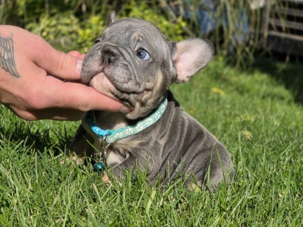 Luntik Big Rope French Bulldog