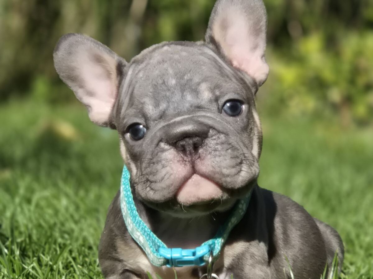 Male Kc Registered French Bulldog Old French Bull Dog Oldest