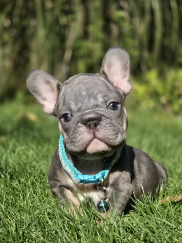 Luntik Big Rope French Bulldog