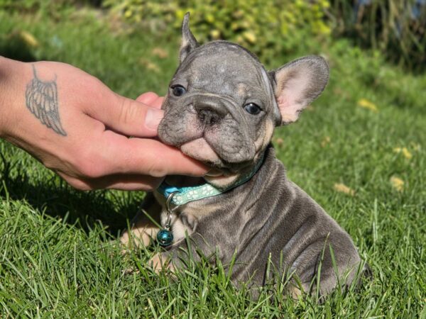 Luntik Big Rope French Bulldog