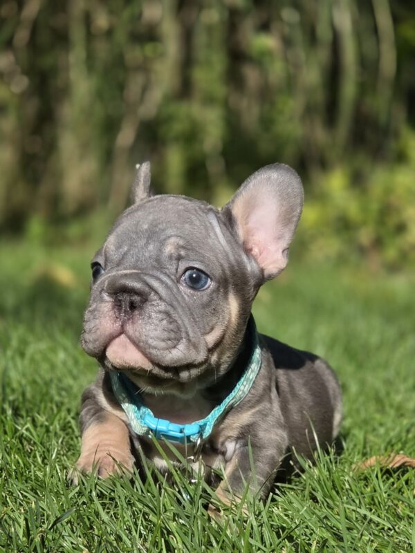 Luntik Big Rope French Bulldog