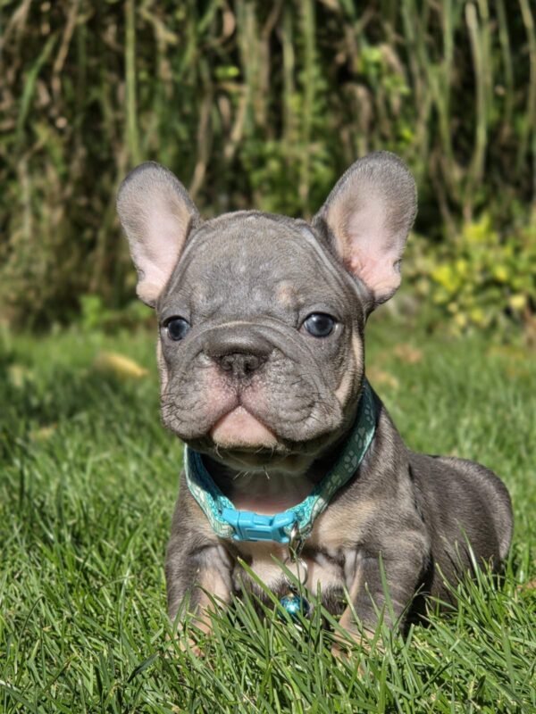 Luntik Big Rope French Bulldog