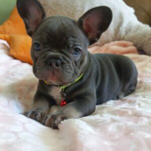 Lyolik French Bulldog